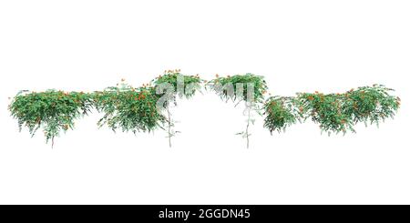 3D illustration climbing plants creepers isolated on white background Stock Photo