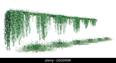 3D illustration climbing plants creepers isolated on white background Stock Photo