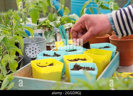 Sowing courgettes. Sowing courgette 'Defender' by placing each seed on its side edge individually in a pot to start it off UK Stock Photo