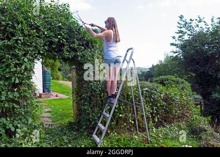 Young woman rear back view gardener using shears standing on a ladder trimming evergreen arch hedge in UK countryside garden Wales UK   KATHY DEWITT Stock Photo