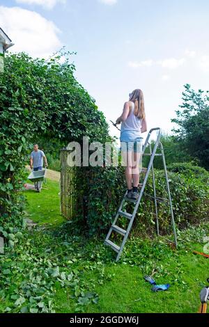 Young woman standing on a ladder rear back view gardener trimming evergreen arch hedge man wheelbarrow in countryside garden Wales UK   KATHY DEWITT Stock Photo