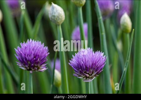 Outdoors, day light Rural scene. Stock Photo