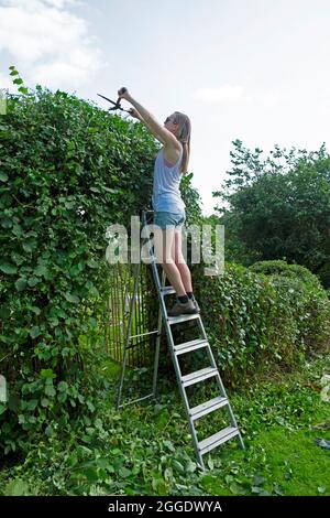Young woman side back view gardener using garden shears standing on a ladder clipping evergreen hedge over gate in countryside Wales UK   KATHY DEWITT Stock Photo