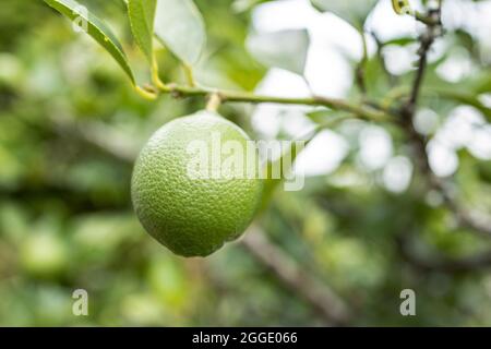 Lime fruit growing on tree. Selective focus Stock Photo