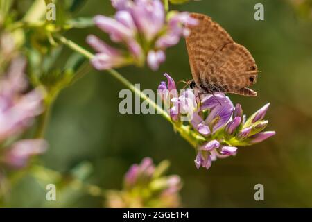 Leptotes pirithous, Langs Short Tailed Blue Butterfly Stock Photo