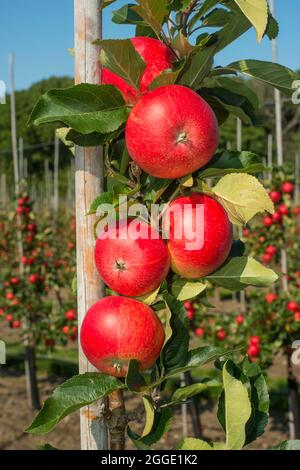 Apple plantation of Discovery apples in Oesterlen fruit district, Kivik, Scania, Sweden, Scandinavia Stock Photo