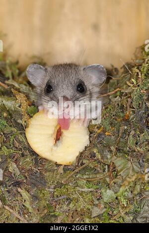 Edible dormouse (Glis glis) in a nest box as a summer roost, eating an apple, animal portrait, Siegerland, North Rhine-Westphalia, Germany Stock Photo