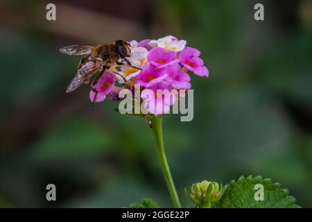 Eristalis tenax, Common Drone Fly on a Lantana Flower