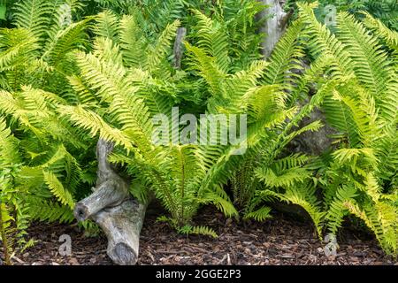 Matteuccia Struthiopteris a fern plant with green fronds throughout spring summer and autumn which is commonly known as ostrich or shuttlecock fern, s Stock Photo