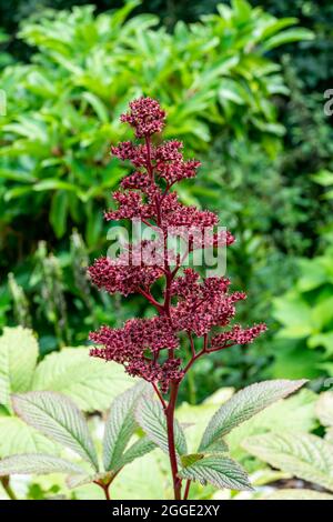 Rodgersia pinnata 'Superba' a summer flowering plant with a pink summertime flower, stock photo image Stock Photo