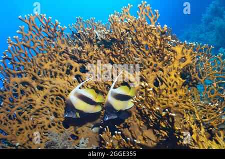 Pair of Red Sea bannerfish (Heniochus intermedius), Red Sea, Egypt Stock Photo