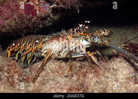 Caribbean spiny crayfish (Panulirus argus), Caribbean, Grenada Stock Photo