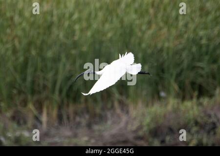 Black-headed ibis, Threskiornis melanocephalus  also known as the Oriental white ibis in flight, India Stock Photo