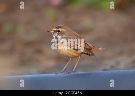 Bluethroat, Luscinia svecica, India. Stock Photo