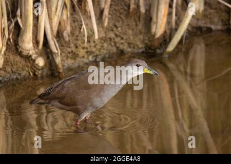 Brown Crake, Amaurornis akool, close up, India Stock Photo
