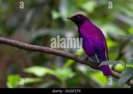 Violet-backed starling, also known as the plum-coloured starling, Cinnyricinclus leucogaster Stock Photo