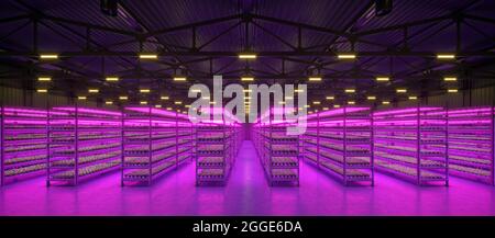 Hydroponic indoor vegetable plant factory in exhibition space warehouse. Interior of the farm hydroponics. Green salad farm in hydroponics. Lettuce Ro Stock Photo