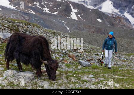 Mountain hiker observing Tibetan domestic Yak (Bos grunniens), yak, yak of Reinhold Messner, grazing on alpine pasture near mountain village Sulden Stock Photo