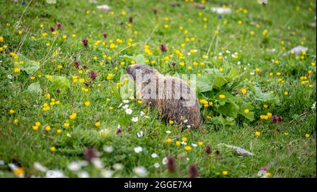 Marmot (Marmota) in a flower meadow, Allgaeu Alps, Allgaeu, Bavaria, Germany Stock Photo