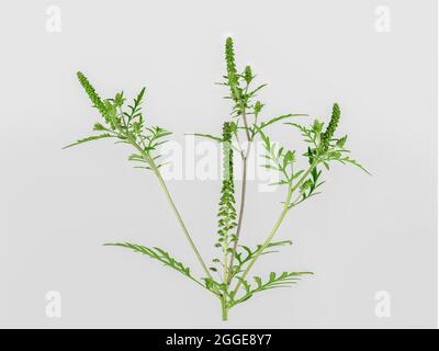 Common Ragweed (Common Ragweed), plant, leaf, bud, North America, Germany Stock Photo