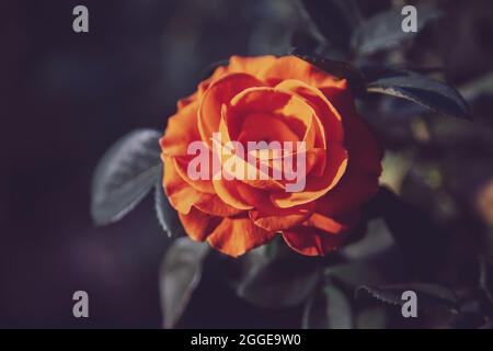 Moody Floral background with red and orange roses on dark background with copy space, floral design, selected focus. Stock Photo