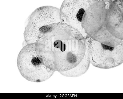 Common frog (Rana temporaria), eggs, frogspawn, spawning season, spring, Berlin, Germany Stock Photo