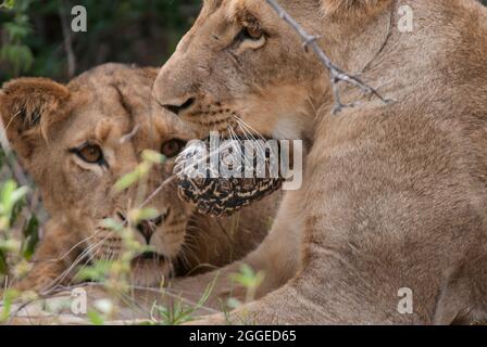 Juvenile Lion (Panthera leo) enviously watches sibling with young Leopard Tortoise (Stigmochelys pardalis) in mouth. Limpopo Province, South Africa. Stock Photo