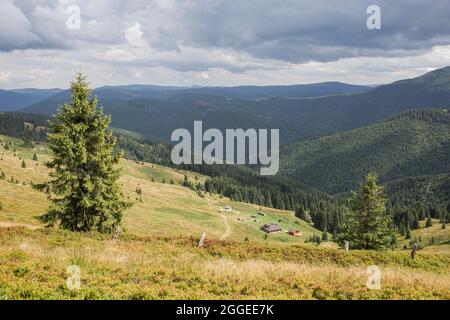 Alpine meadows in the Carpathian mountains, landscapes for tourism and recreation, the Romanian-Ukrainian border Stock Photo