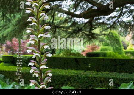 Colourful Acanthus mollis (bear's breeches) in the walled garden