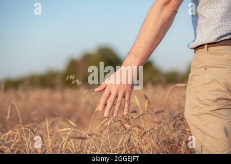 Wheat field. Hands holding ears of golden wheat close up. Beautiful Nature Sunset Landscape. Rural Scenery under Shining Sunlight. Background of ripen Stock Photo