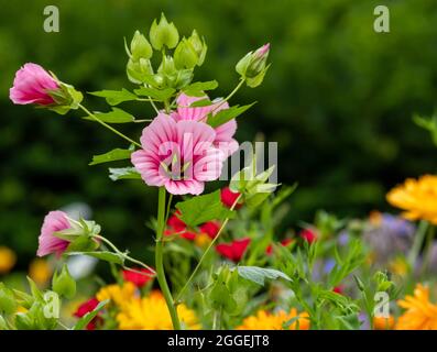 Colourful wild flowers including magenta coloured mallow trifida with green eye, growing in a garden near Chipping Campden in the Cotswolds, UK Stock Photo