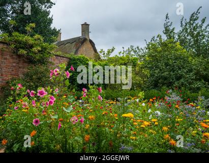 Variety of colourful wild flowers including magenta coloured mallow trifida with vivid green eye, in Hodcote Garden near Chipping Campden in the Cot Stock Photo