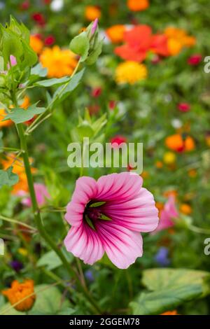 Colourful wild flowers including magenta coloured mallow trifida with green eye, growing in a garden near Chipping Campden in the Cotswolds, UK Stock Photo