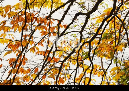 Backlit autumn leaves on white background Stock Photo