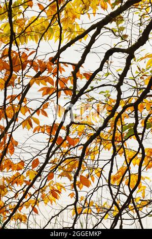 Backlit autumn leaves on white background Stock Photo