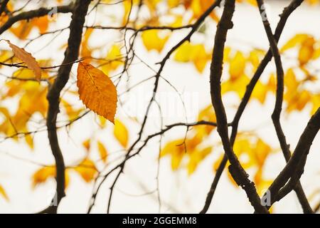 Backlit autumn leaves on white background Stock Photo