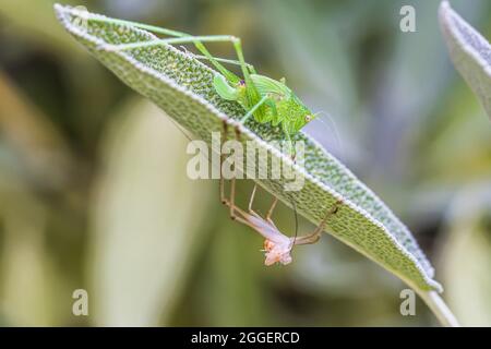 Young grasshopper that has shed its skin on a salvia leaf, close-up Stock Photo