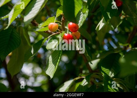 Unripe cherries on the Spring Branch. yellow and slightly reddened. Selective Focus Cherry Stock Photo