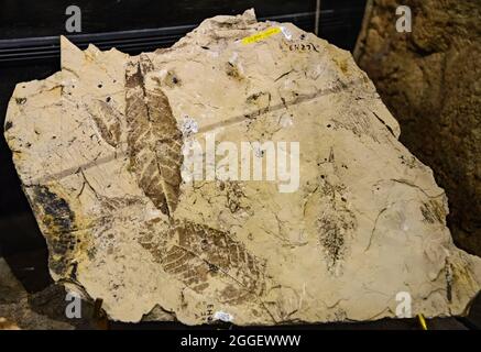 Exhibit of plant leaf fossils (Meliosma sp.) of Eocene age at the John Day Fossil Beds National Monument. Kimberly, Oregon, USA. Stock Photo