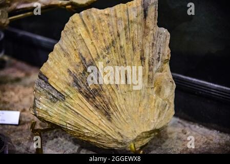 Exhibit of palm plant fossils (Sabalites eocenica) of Eocene age at the John Day Fossil Beds National Monument. Kimberly, Oregon, USA. Stock Photo