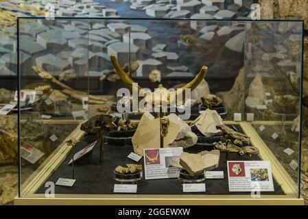 Exhibit of fossils at the John Day Fossil Beds National Monument. Kimberly, Oregon, USA. Stock Photo