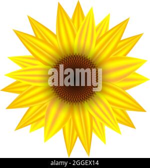 Vector - Sunflower isolated on white background. Botanical vector illustration. Stock Vector