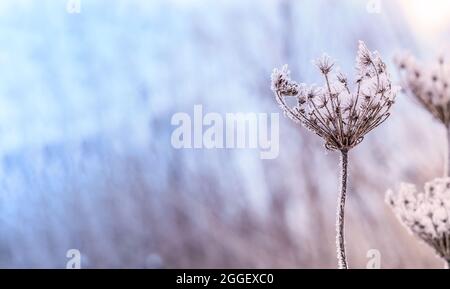 Snowflakes on yellow grass. Snow background. Grass drift on snow. Frosting of ice flakes. Stock Photo