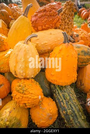 A pile of assorted pumpkins and gourds at a farmers roadside stand in Michigan. Stock Photo