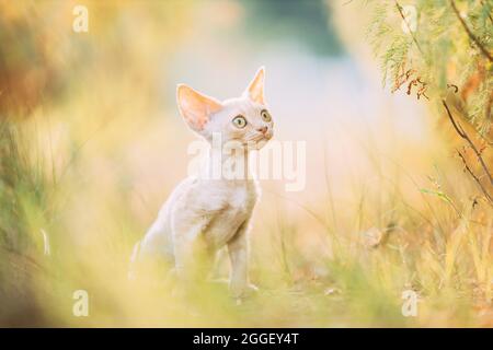 Funny Curious Young Red Ginger Devon Rex Kitten Sitting In Green Grass. Short-haired Cat Of English Breed. Portrait Stock Photo