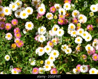 A hover fly feeding on Erigeron. Stock Photo