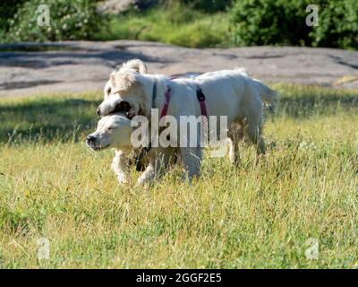 Front view of two dogs playing in a meadow. Two dogs playing on a grassy field in sunny day. Stock Photo