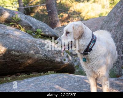Dog sitting on a rock in a mountain scene. Dog with tongue out and looking to the side standing on a rock on mountain. Stock Photo