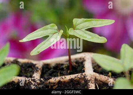 Seedlings of Ipomoea tricolor 'Heavenly Blue' morning glory annual climbing plant in biodegradable starter modules. UK Stock Photo