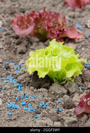 Slug pellets. Ferric phosphate slug pellets next to young lettuce plants to help prevent slugs and snails from attacking crops. UK Stock Photo